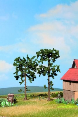 2 Borovicec 11,5 a 13,5cm